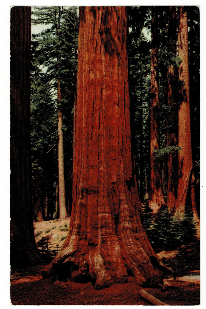 1950 Sequoias Mariposa Grove Yosemite National Park Vintage Postcard.