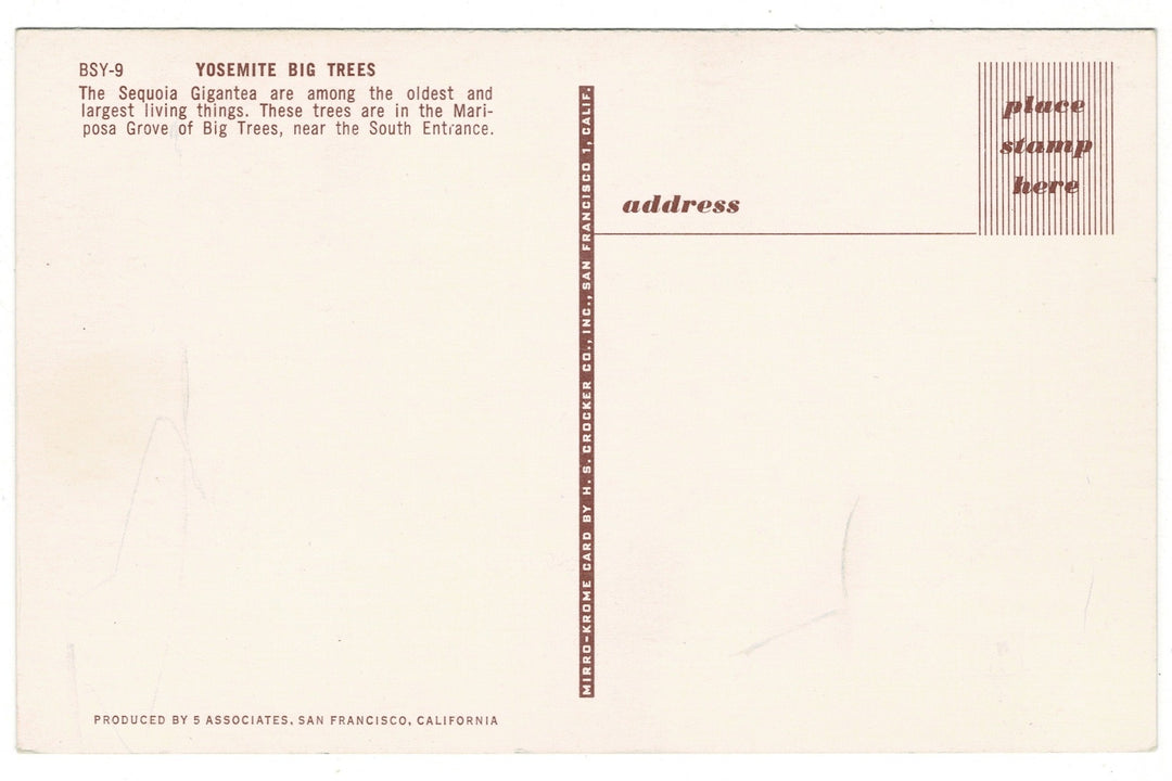 1950 Sequoias Mariposa Grove Yosemite National Park Vintage Postcard, back view.