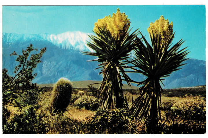 1959 Spanish Bayonet  Mt. San Jacinto Palm Springs CA Vintage Postcard.