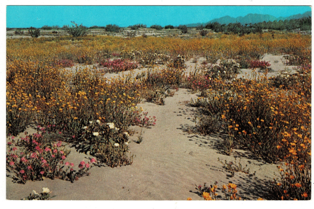 1959 Desert Wildflowers in Palm Springs, California, Vintage Postcard.