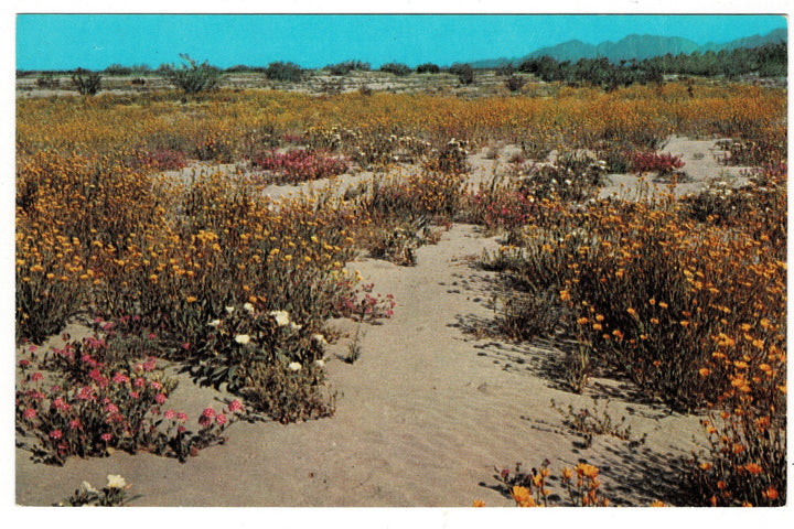 1959 Desert Wildflowers in Palm Springs, California, Vintage Postcard.