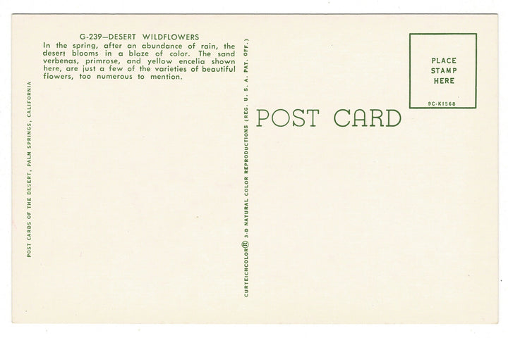 1959 Desert Wildflowers in Palm Springs, California, Vintage Postcard, back view.