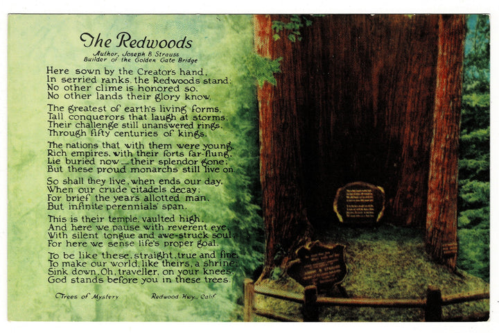 1950s Trees of Mystery, Redwood Highway, California Vintage Postcard.