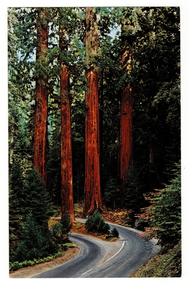 1950s The Four Guardsmen in Sequoia National Park Vintage Postcard.