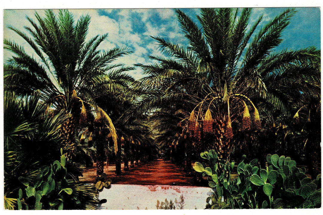 1950s Chrome Coachella Valley Date Garden California Vintage Postcard.