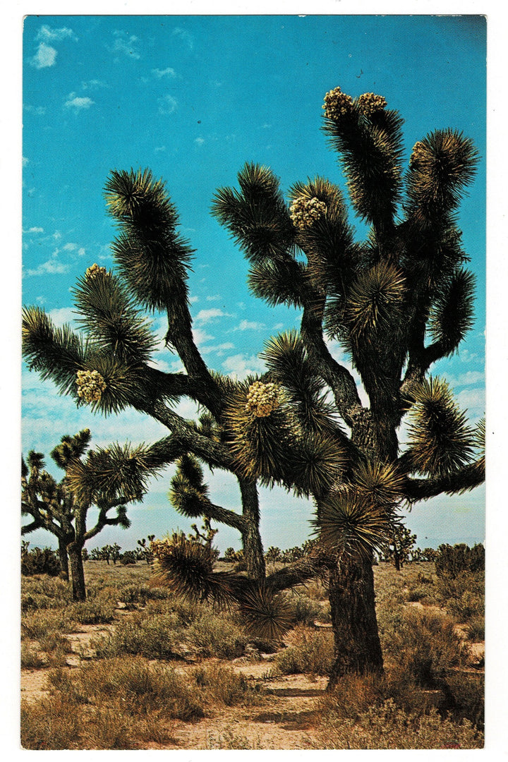 1950s Jo.shua Tree Forest Mojave Desert California Vintage Postcard