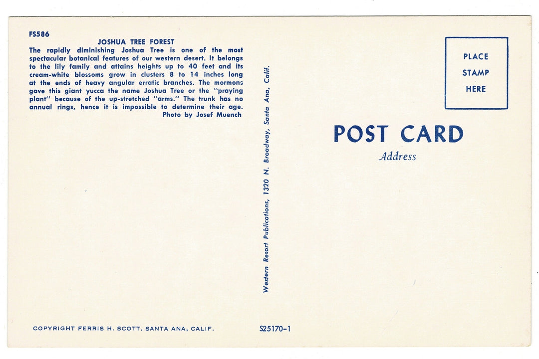 1950s Joshua Tree Forest Mojave Desert California Vintage Postcard, back view.