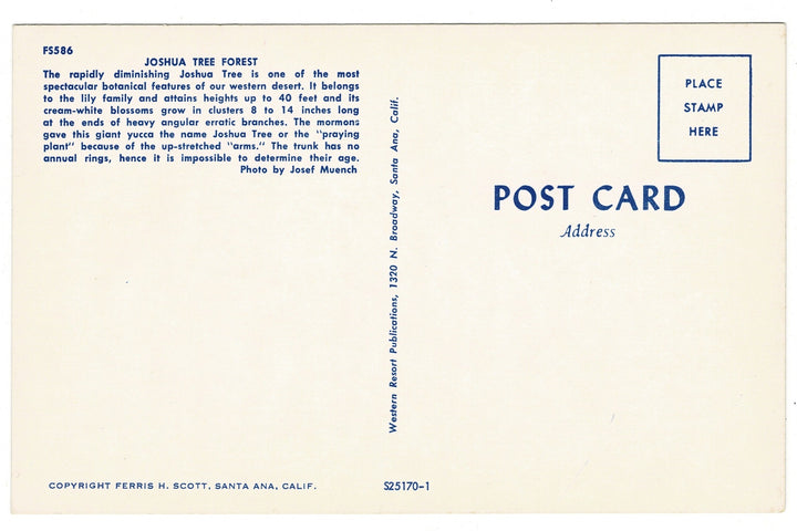 1950s Joshua Tree Forest Mojave Desert California Vintage Postcard, back view.