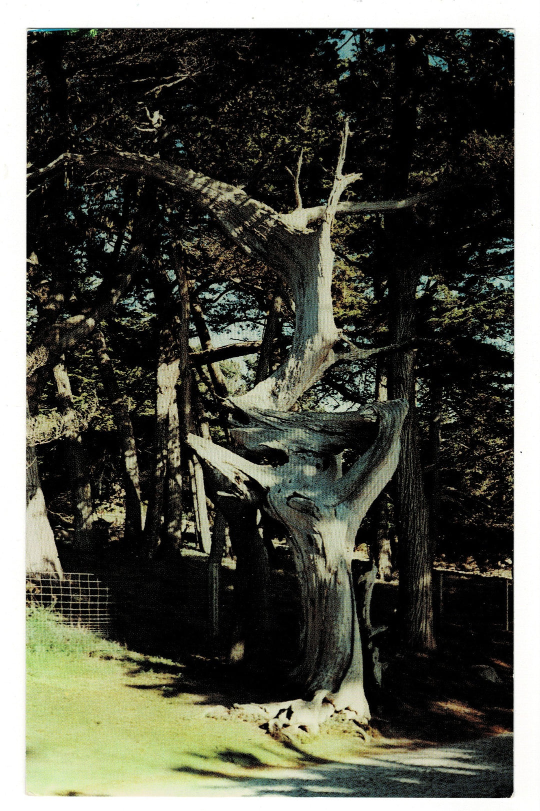 1954 Ghost Tree Monterey Peninsula, California Vintage Postcard.