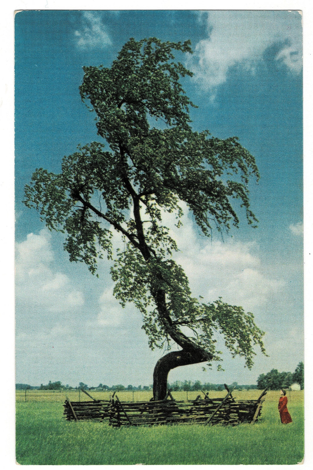 1940s Intentionally Bent Tree: Indian Trail Marker Vintage Postcard.
