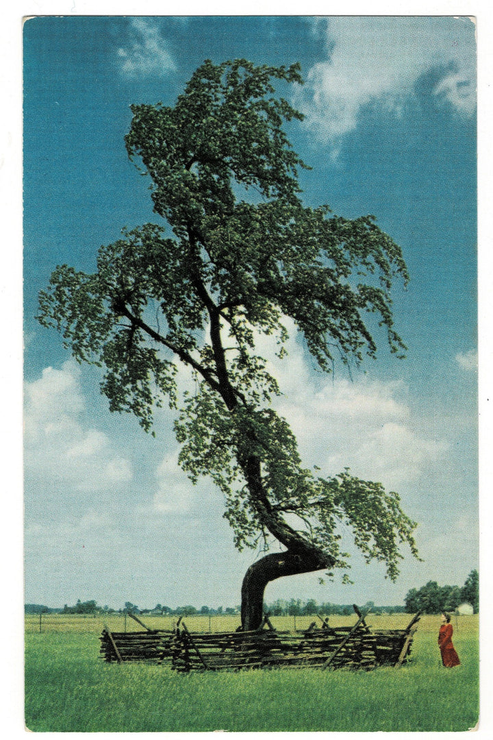 1940s Intentionally Bent Tree: Indian Trail Marker Vintage Postcard.