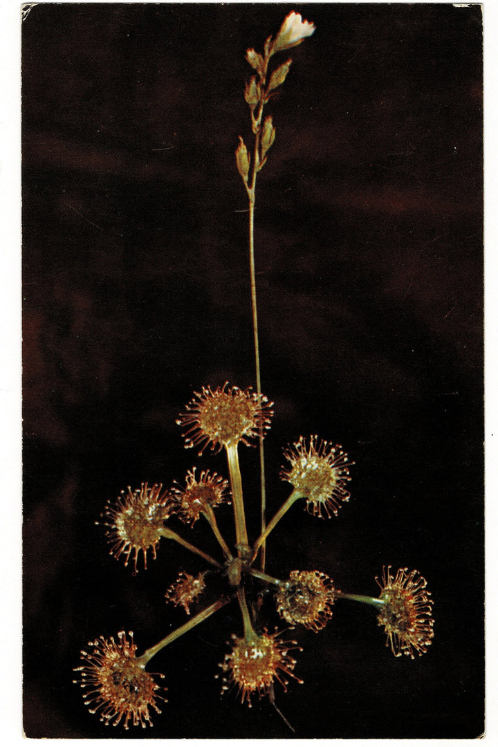 1950s Blaschka Glass Round-Leaved Sundew Vintage Postcard.