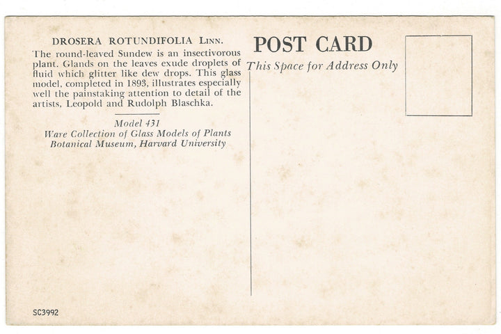 1950s Blaschka Glass Round-Leaved Sundew Vintage Postcard, back view.