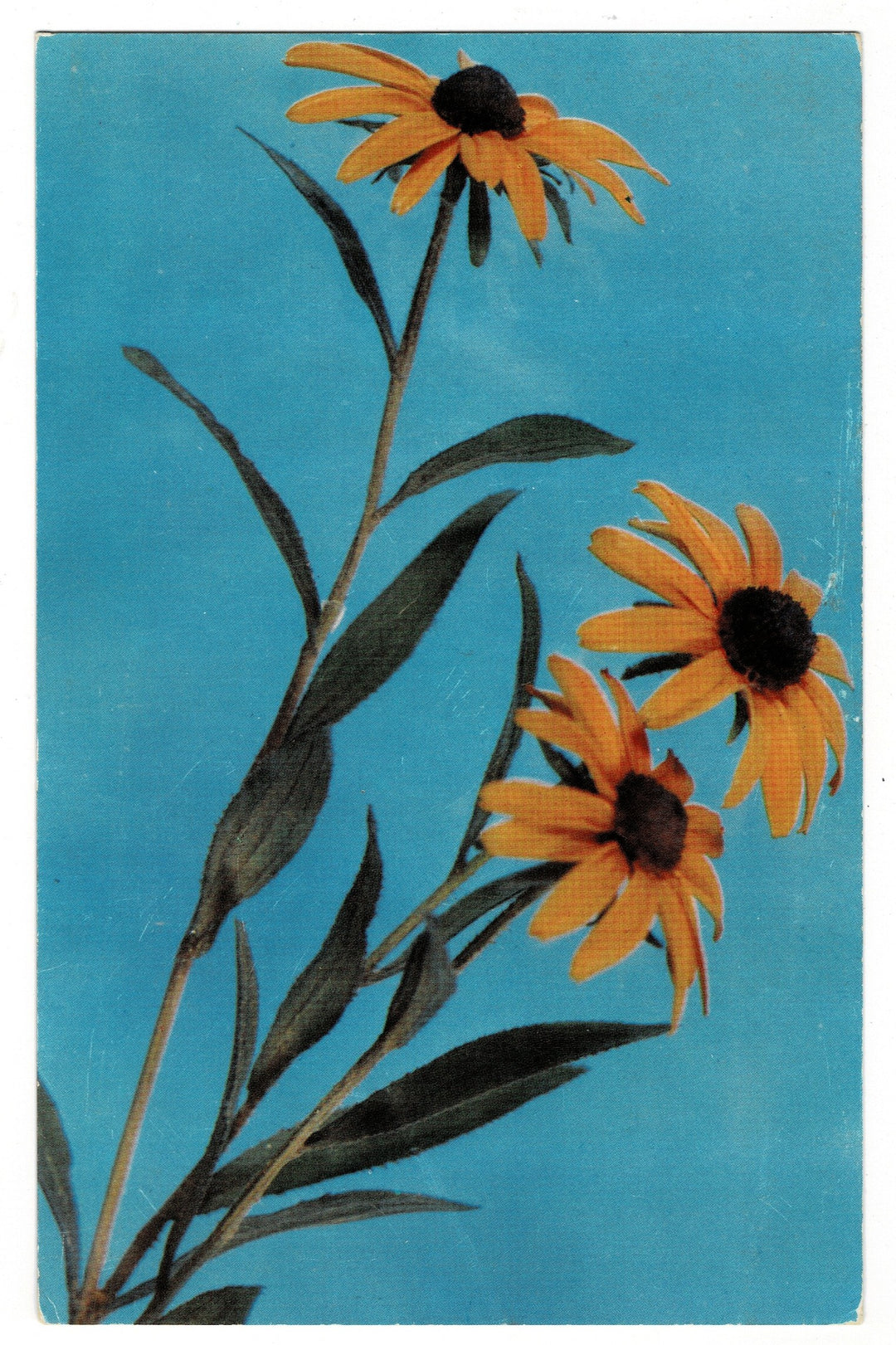 Black-Eyed Susan – Blaschka Glass Model, Harvard Botanical Museum Vintage Postcard.