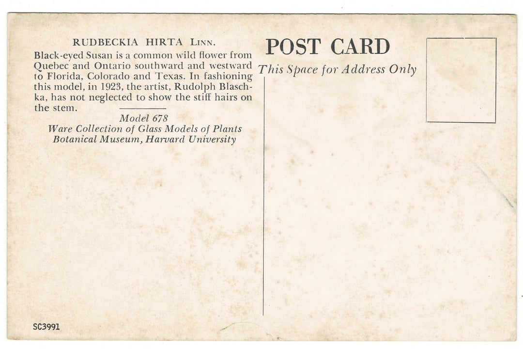 Black-Eyed Susan – Blaschka Glass Model, Harvard Botanical Museum Postcard., back view.