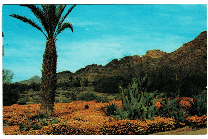 1960s Winter in the Valley of the Sun in Arizona Vintage Postcard.