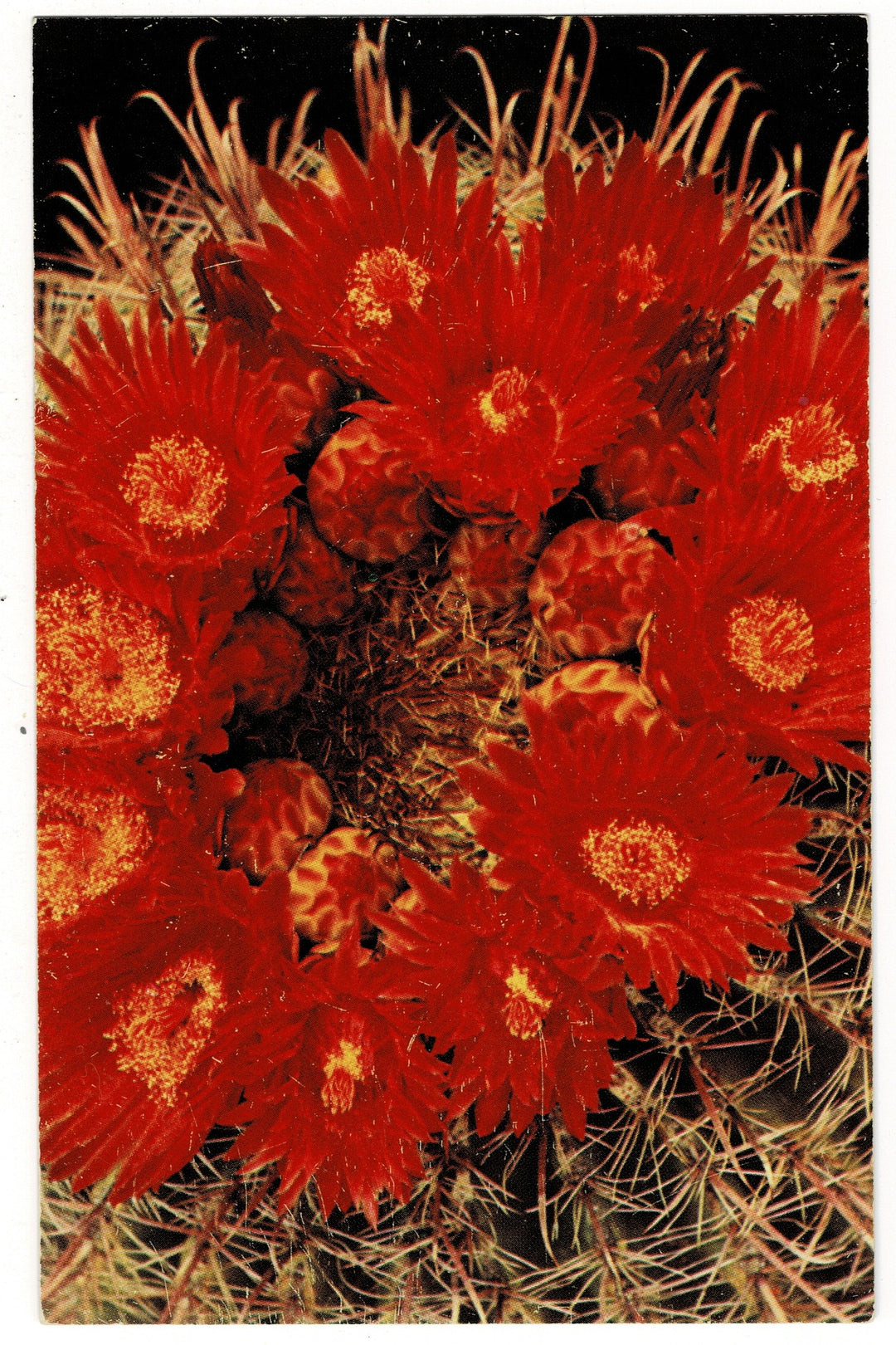 1955 Fishhook Barrel Cactus Sonoran Desert Flora Vintage Postcard.