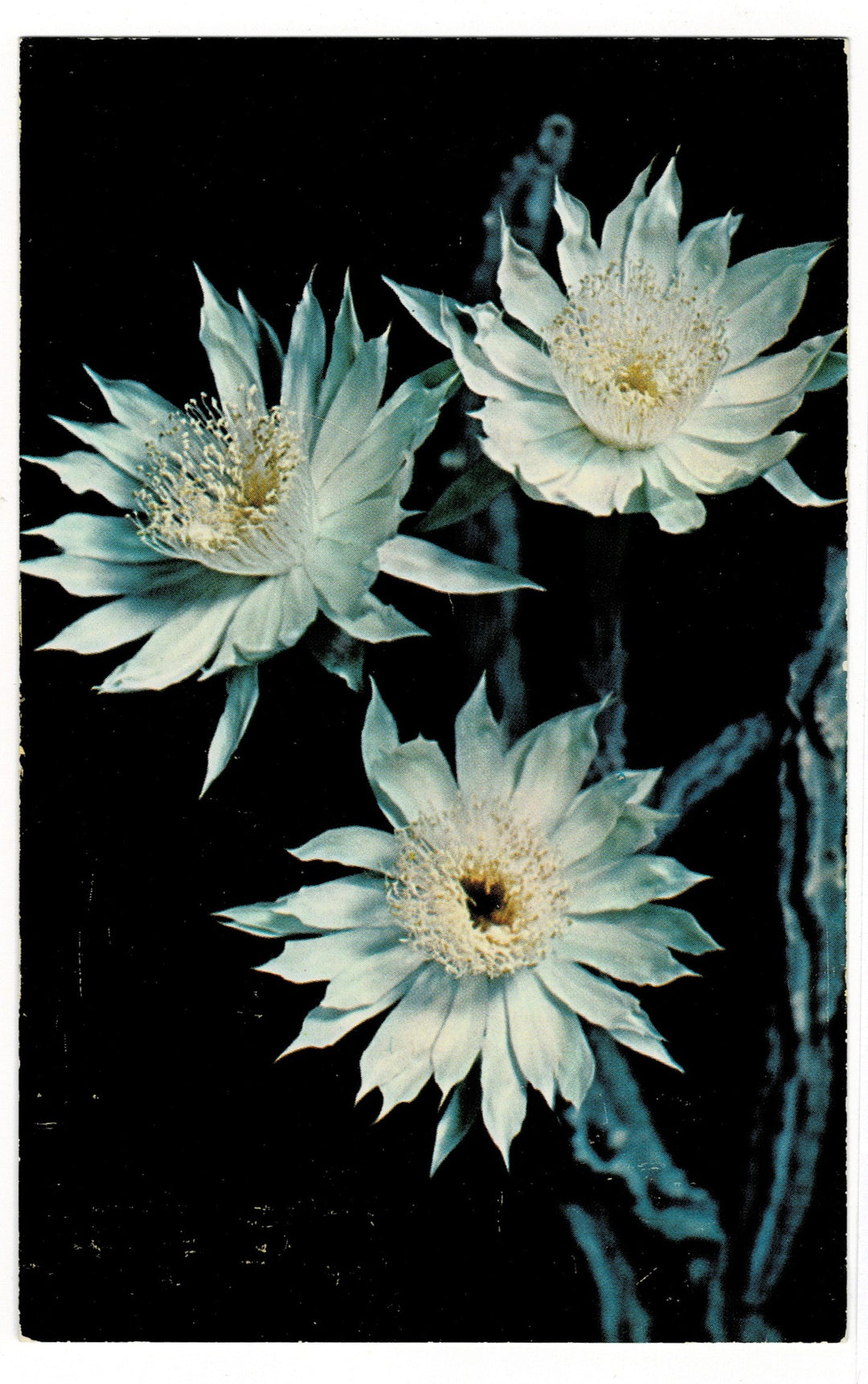 Arizona Queen of the Night Flora Postcard.