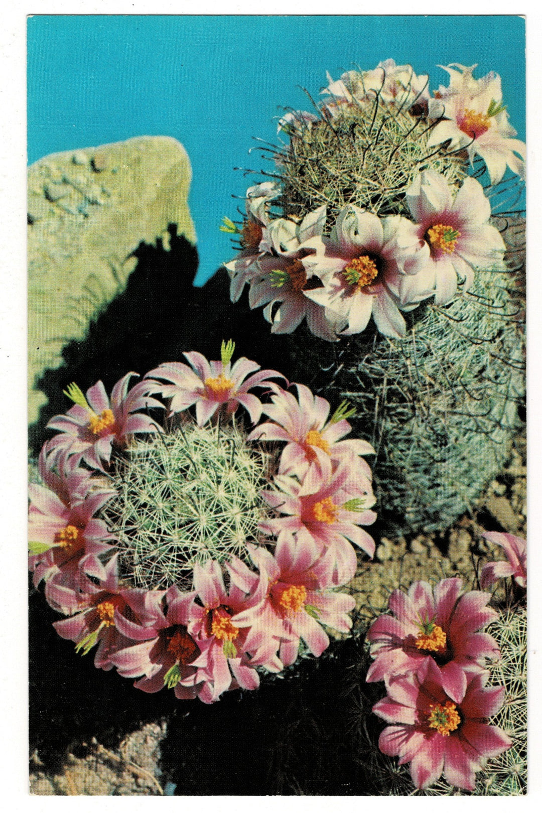 1950s Fishhook Cactus Flora Postcard.