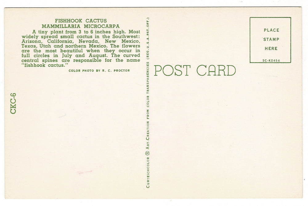 1950s Fishhook Cactus Flora Postcard, back view.