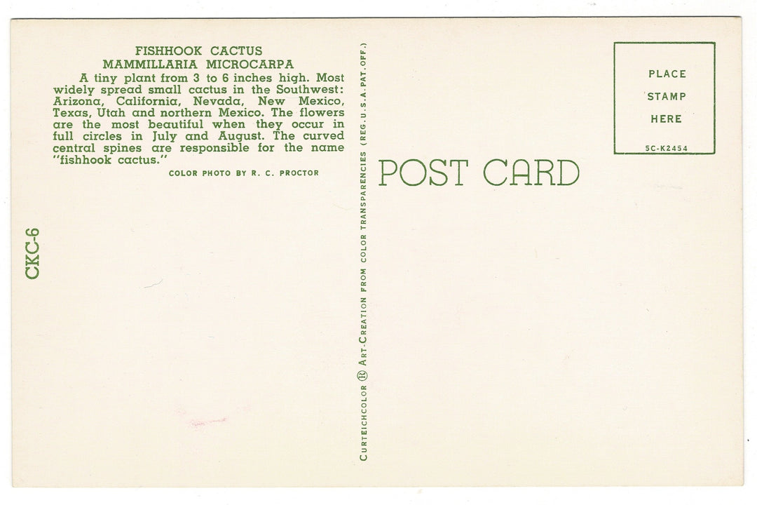 1950s Fishhook Cactus Flora Postcard, back view.