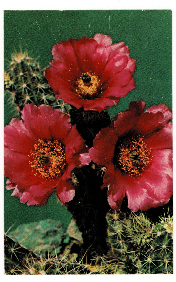 1955 Warty Hedgehog Cactus Vintage Flora Postcard Botanical Print.