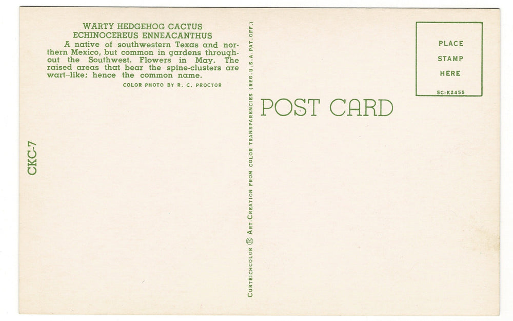 1955 Warty Hedgehog Cactus Vintage Flora Postcard Botanical Print, back view.