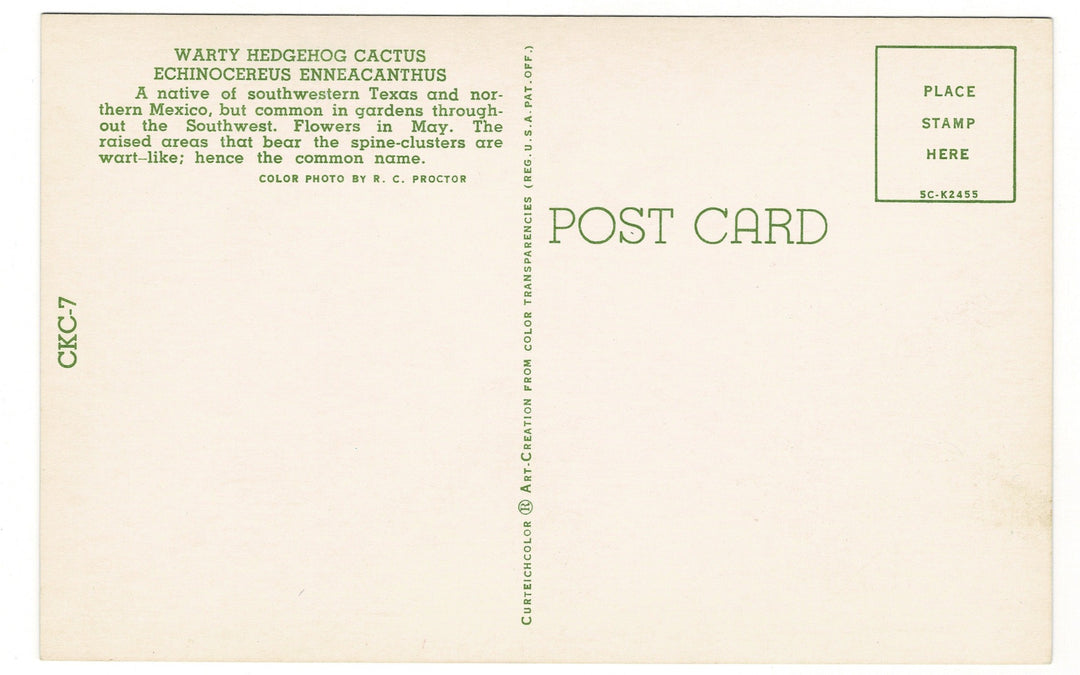 1955 Warty Hedgehog Cactus Vintage Flora Postcard Botanical Print, back view.