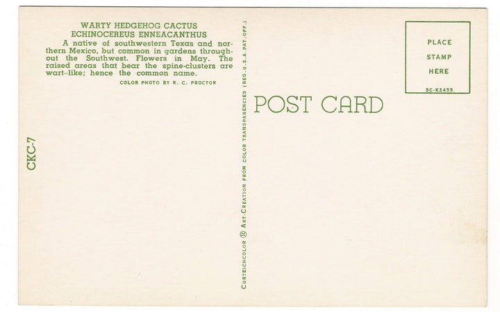 1955 Warty Hedgehog Cactus Vintage Flora Postcard Botanical Print, back view.