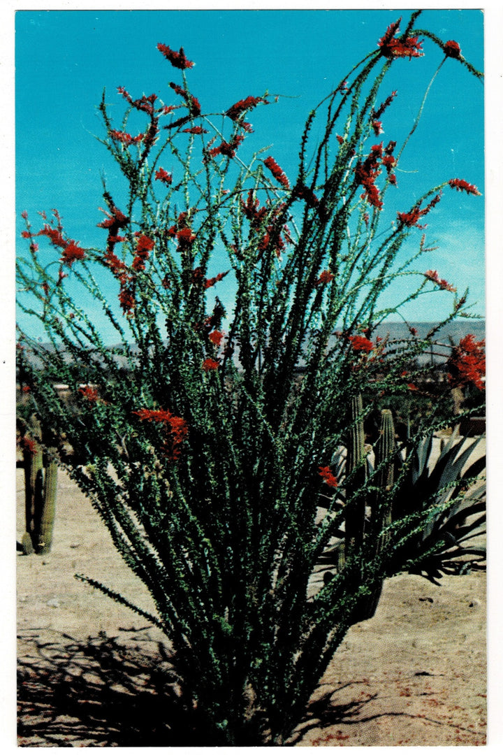 1958 Ocotillo Vintage Desert Flora Postcard Botanical Print.