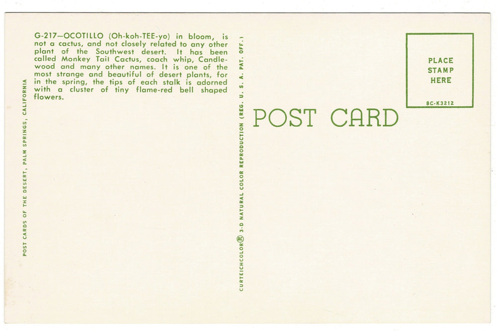 1958 Ocotillo Vintage Desert Flora Postcard Botanical Print, back view.
