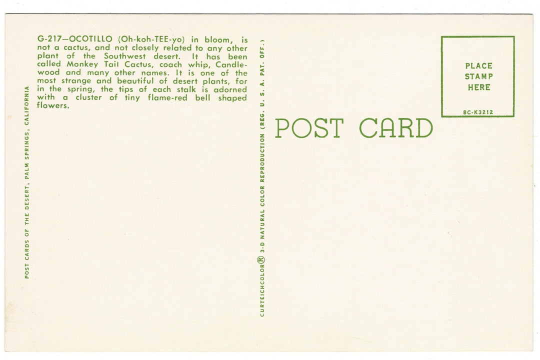 1958 Ocotillo Vintage Desert Flora Postcard Botanical Print, back view.
