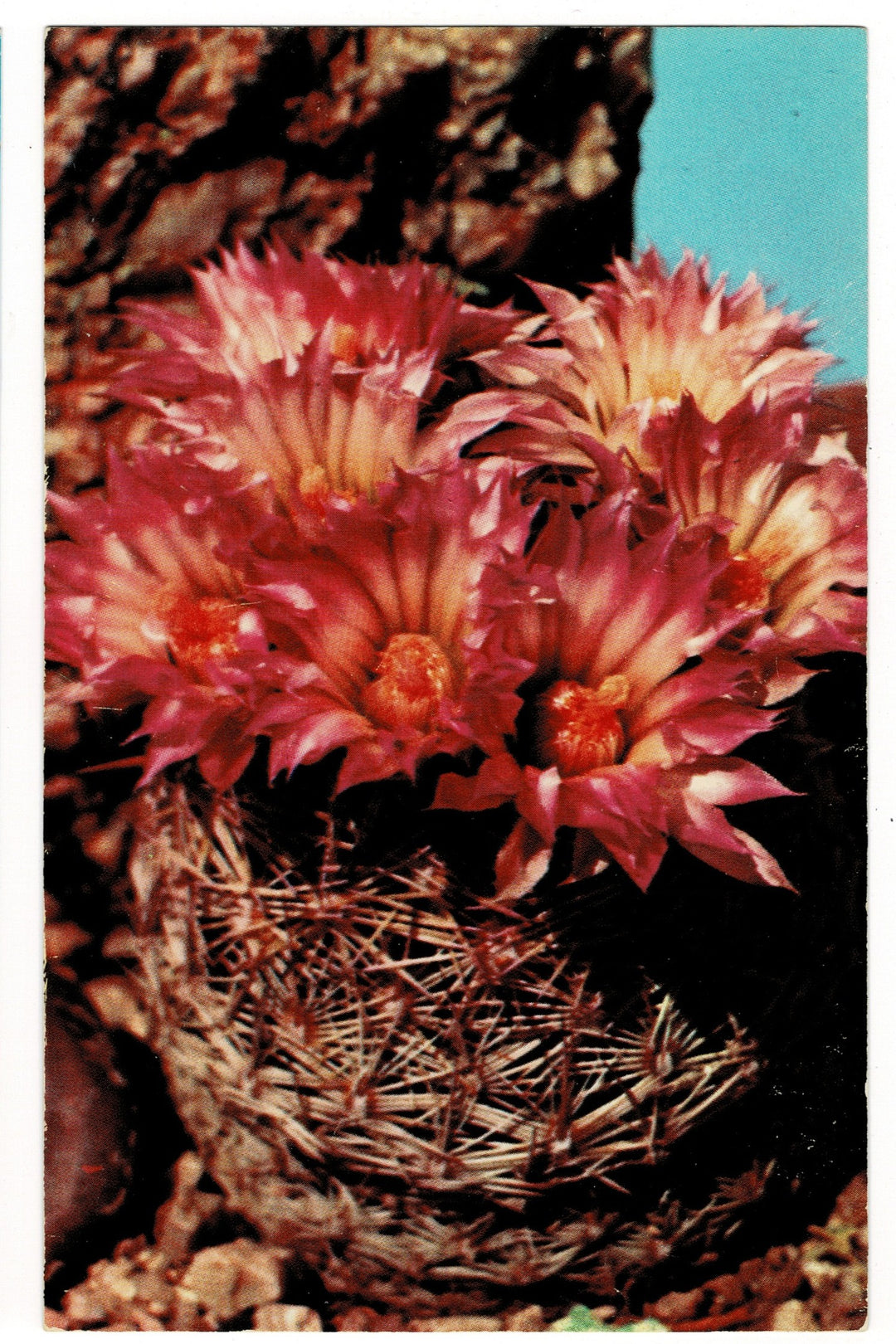 1955 Arizona Pincushion Cactus Vintage Flora Postcard Botanical Print.