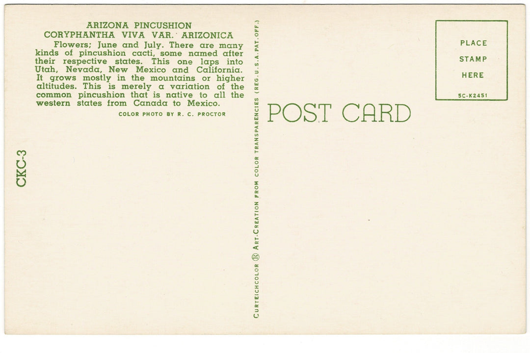 1955 Arizona Pincushion Cactus Vintage Flora Postcard Botanical Print, back view.