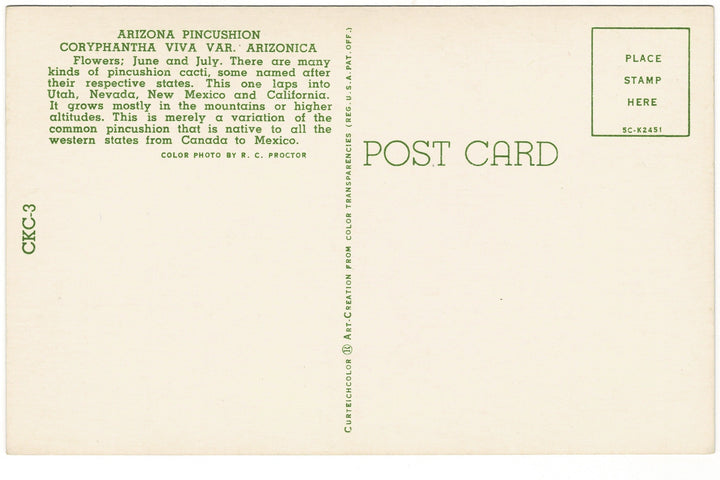 1955 Arizona Pincushion Cactus Vintage Flora Postcard Botanical Print, back view.
