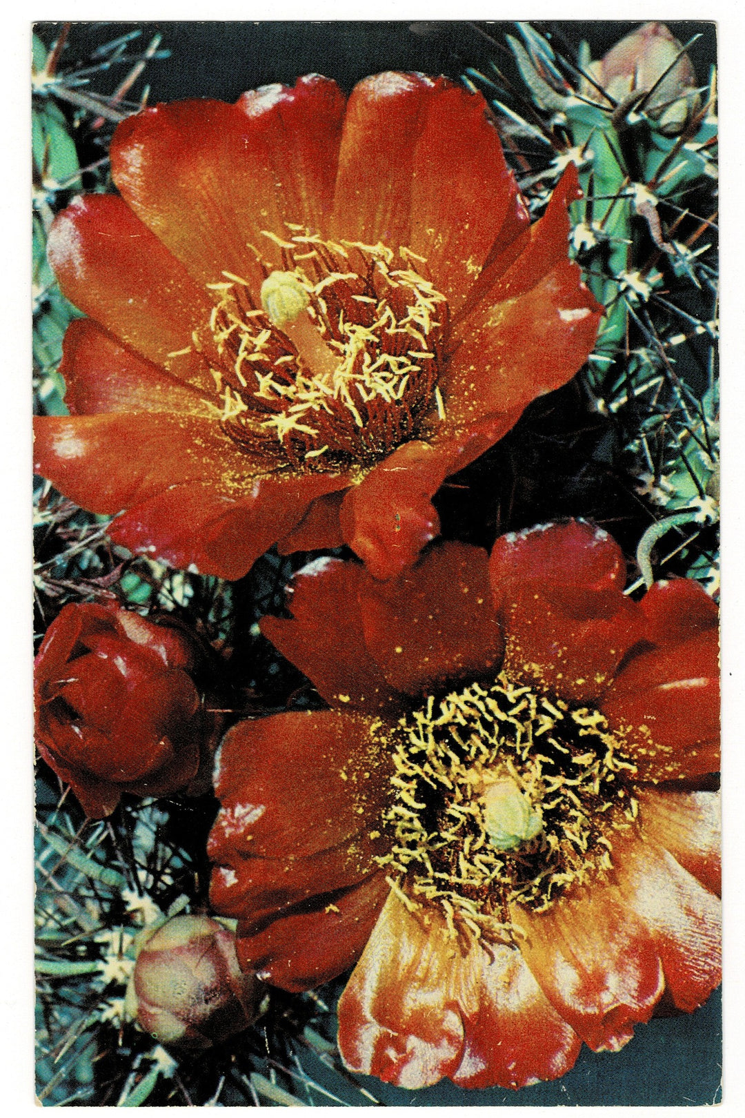 1950s Desert Blaze Cane Cholla Botanical Postcard.