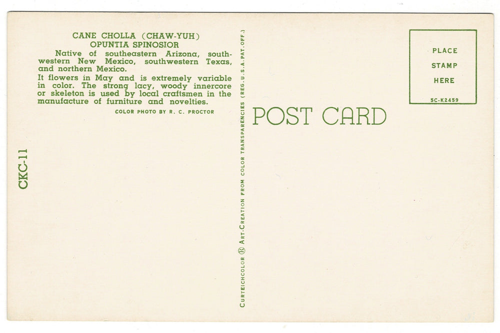 1950s Desert Blaze Cane Cholla Botanical Postcard, back view.