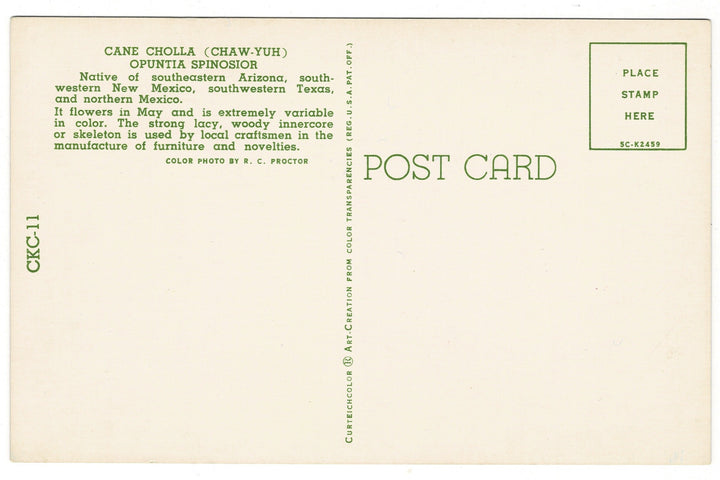1950s Desert Blaze Cane Cholla Botanical Postcard, back view.