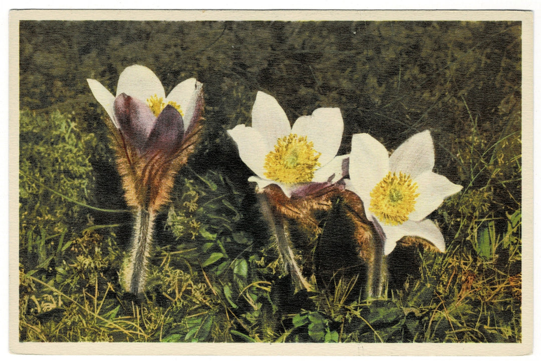 1940s Spring Anemone Pasque Flower  Vintage Postcard.