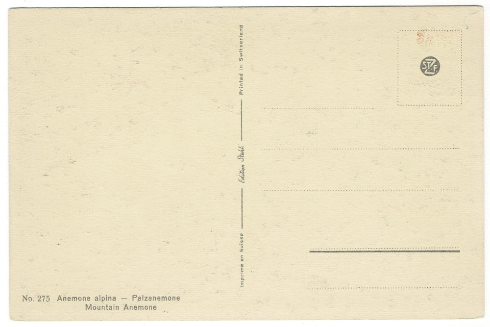 1940s Spring Anemone Pasque Flower  Vintage Postcard, back view.