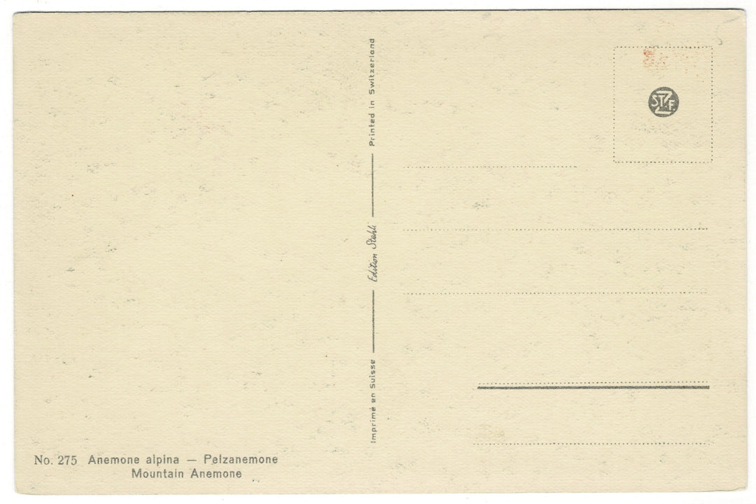 1940s Spring Anemone Pasque Flower  Vintage Postcard, back view.