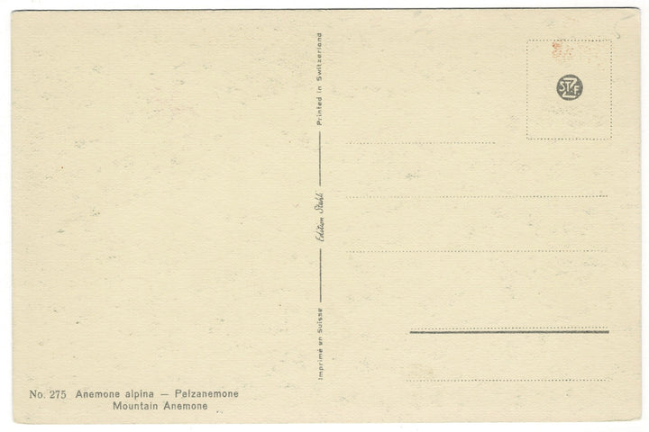 1940s Spring Anemone Pasque Flower  Vintage Postcard, back view.