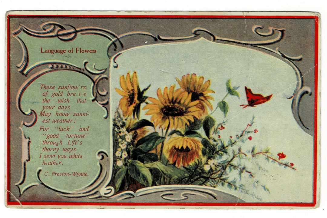 1909 Sunflowers For Luck Vintage Flora Postcard.