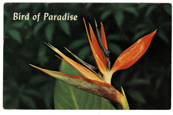 1973 Bird of Paradise Vintage Flora Postcard.