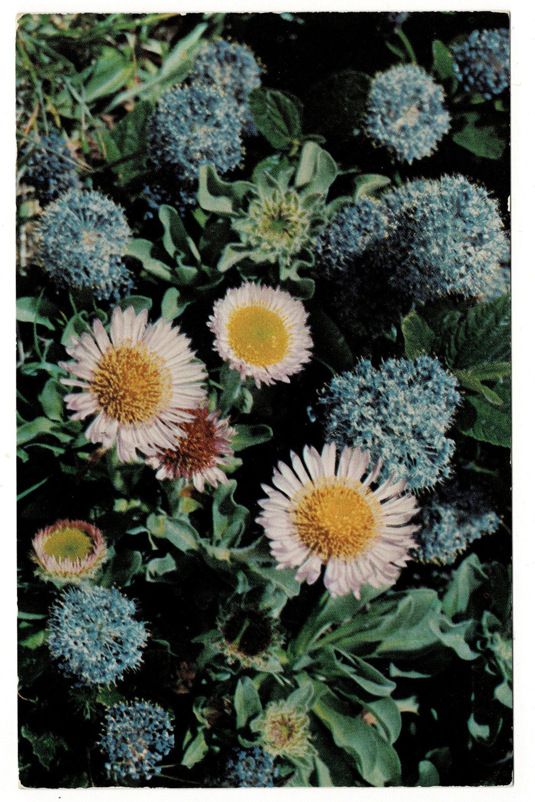 1960s Sea Asters and Lilacs, Lake Pomme de Terre, Hermitage, Missouri vintage postcard