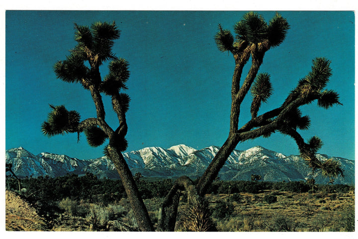 50s Desert Elegance Joshua Tree San Gabriel Mountains Vintage Postcard.