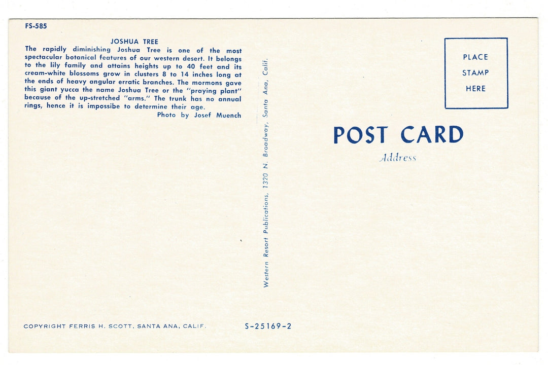 50s Desert Elegance Joshua Tree San Gabriel Mountains Vintage Postcard, back view.