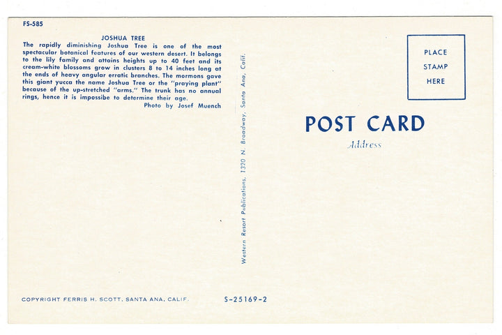 50s Desert Elegance Joshua Tree San Gabriel Mountains Vintage Postcard, back view.