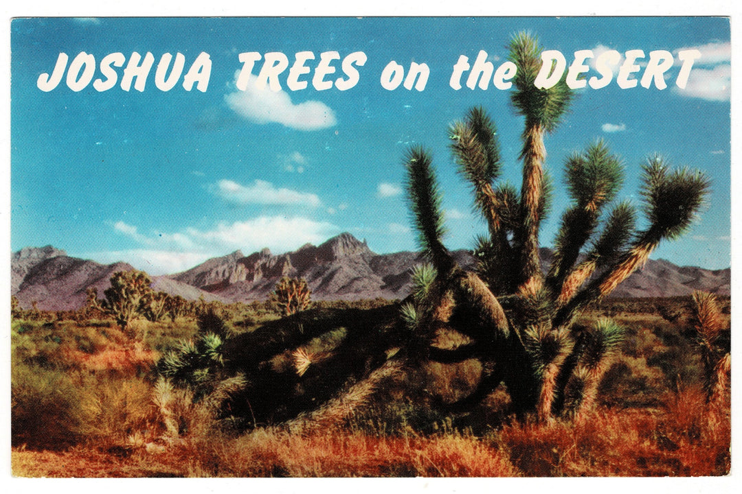 1950s The Desert Majesty of Joshua Trees Vintage Postcard.