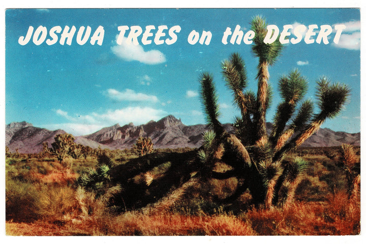 1950s The Desert Majesty of Joshua Trees Vintage Postcard.